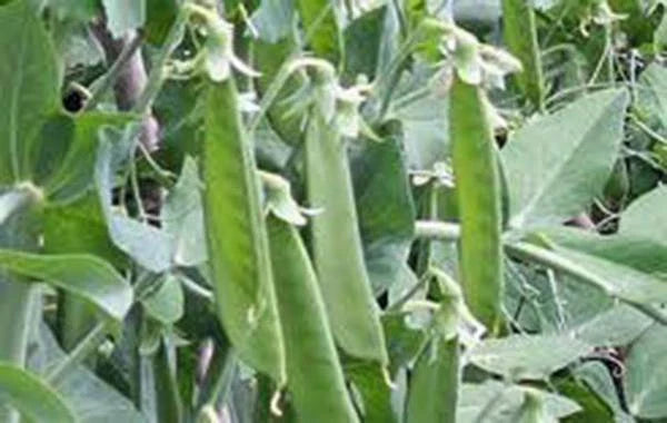 Lincoln Pea Seeds, Heirloom Non-GMO, 20+ Seeds for Perfect Peas, Pisum sativum