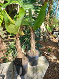 Dwarf Cavendish Banana Tree 2.5 Ft Tall with Pup - Musa acuminata - Indoor/Outdoor Tropical Plant