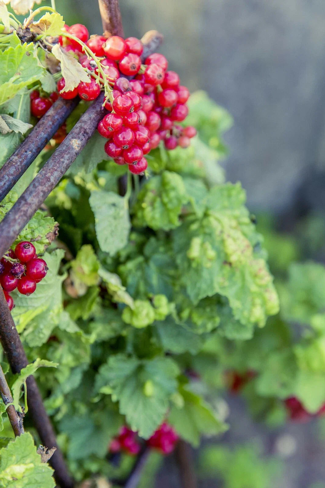 Red Wax Currant Plant - 60+ Edible Heirloom Fruit Flower Bush - Ribes Cereum