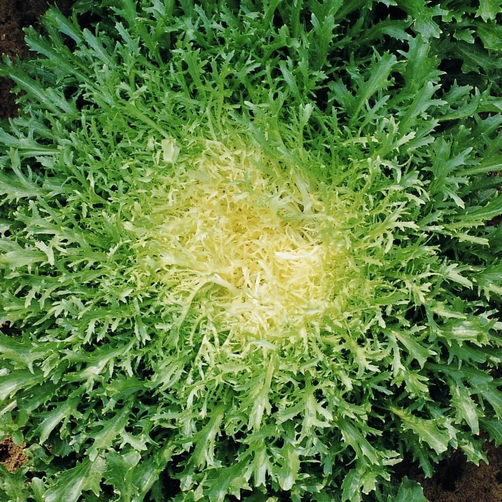Endive Seeds - 500+ Count - Green Curled Ruffec - Cichorium endivia - Ideal for 2025 Vegetable Garden Planting