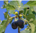 Fresh Fig Tree Cuttings - 5 Pack, Purple Variety, Minimum 4 Nodes Each Cutting, Ficus carica