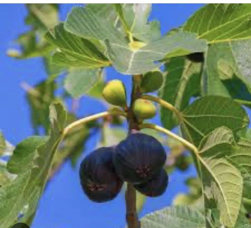Fresh Fig Tree Cuttings - 5 Pack, Purple Variety, Minimum 4 Nodes Each Cutting, Ficus carica