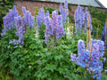 Delphinium Plant 3 Inch Pacific Giant Series Summer Skies Variety Sturdy Stems (Delphinium elatum)
