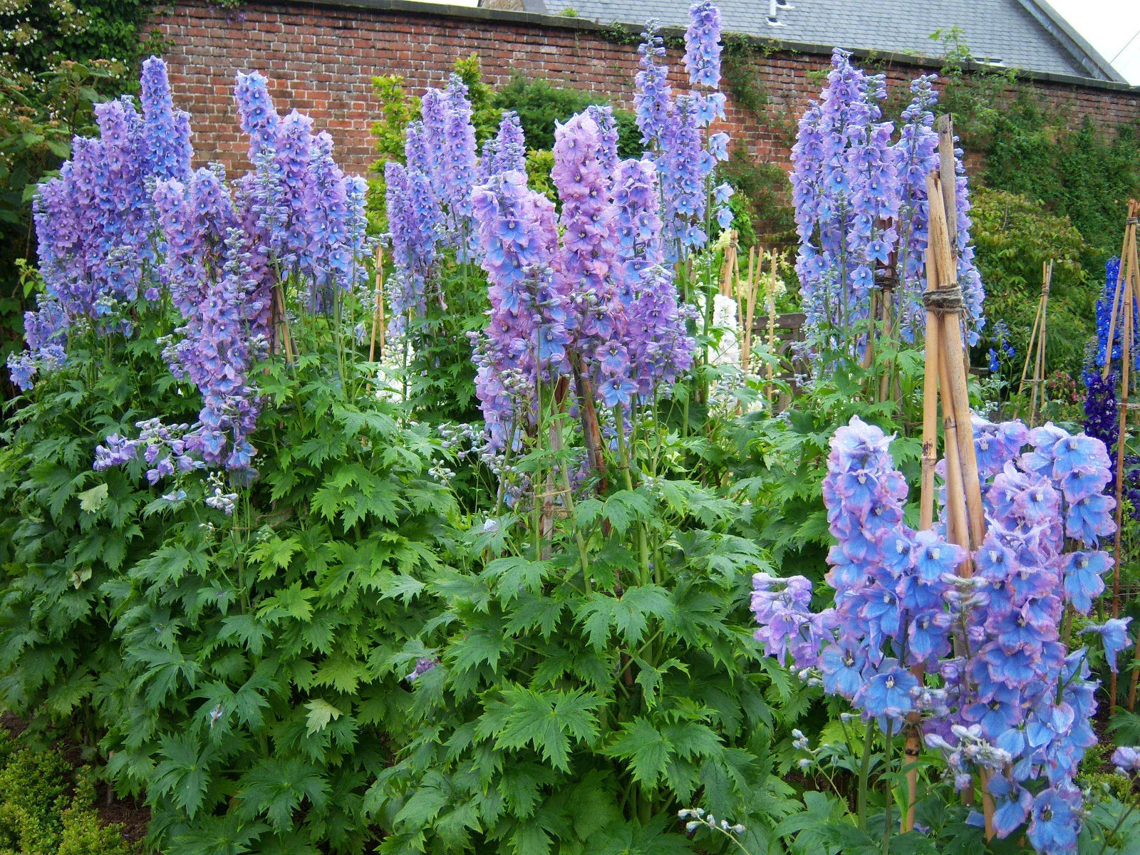 Delphinium Plant 3 Inch Pacific Giant Series Summer Skies Variety Sturdy Stems (Delphinium elatum)