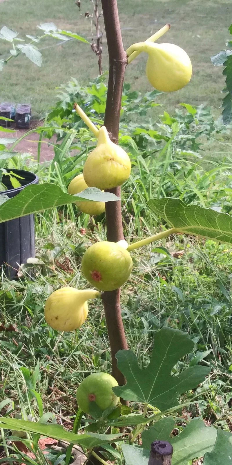 White Madeira Fig Tree - 1 Live Plant Bare Root- 2 Years Old - Ficus carica