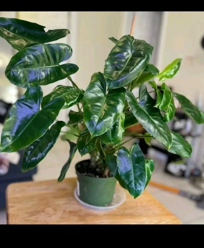Philodendron Cuttings - 3 Burle Marx Varieties - Ideal for Propagation - Philodendron 'Burle Marx'