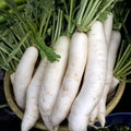 China White Radish Seeds - Fresh Radish Seed Variety - Raphanus sativus