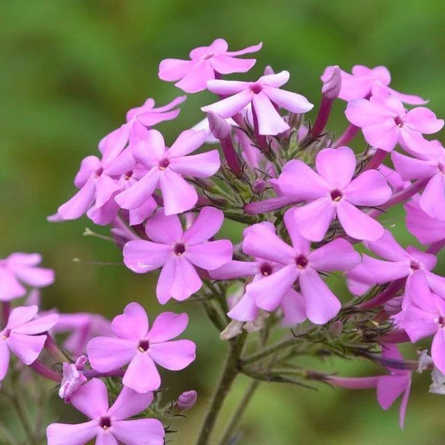 Sweet William Bulbs | 2-3 ft Tall | Soft Pink, White, Lilac-Violet Flowers | Phlox Maculata