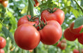 Large Red Fruit Tomato Seeds (50+) - Heirloom Variety - Free Shipping from Thailand - Perfect for Home Gardens
