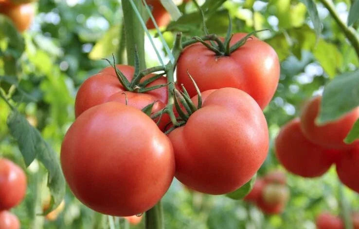 Large Red Fruit Tomato Seeds (50+) - Heirloom Variety - Free Shipping from Thailand - Perfect for Home Gardens