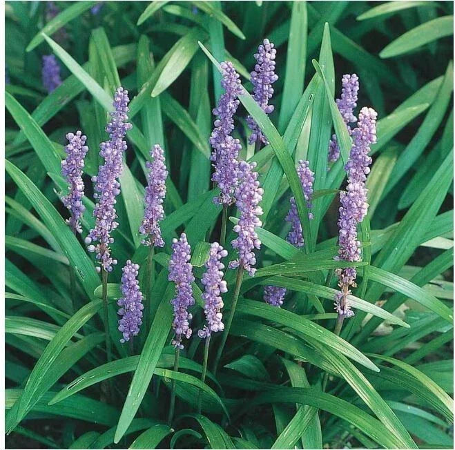 Liriope Bare Rooted Starter Plants - 12 Pack 4"-6" Live Monkey Grass Lilyturf