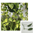 Golden Pothos & Cebu Blue Pothos Cuttings - Lot of 2, 2 Leaves, 2 Nodes - Unrooted (Epipremnum aureum & Scindapsus aureus)