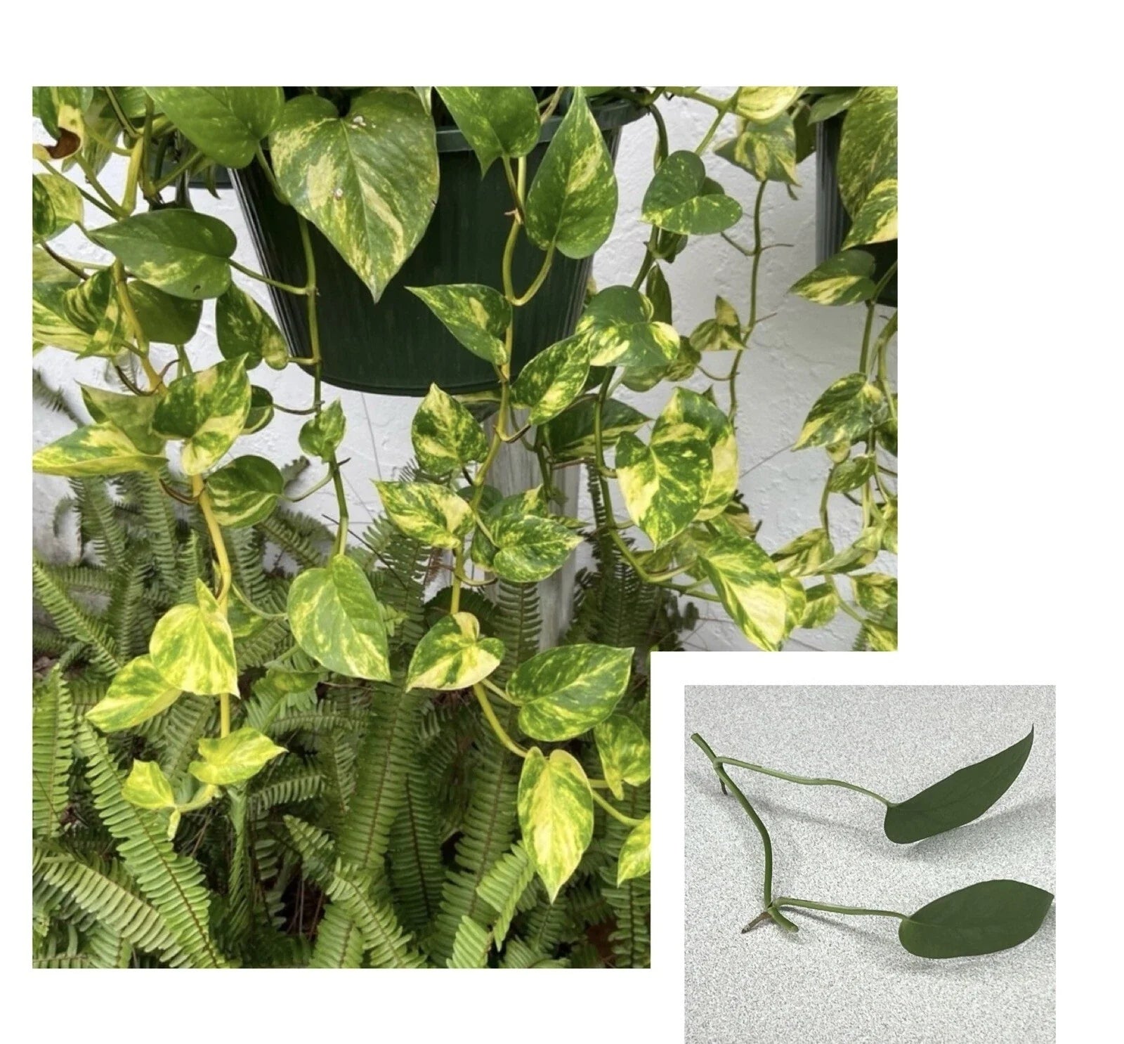 Golden Pothos & Cebu Blue Pothos Cuttings - Lot of 2, 2 Leaves, 2 Nodes - Unrooted (Epipremnum aureum & Scindapsus aureus)