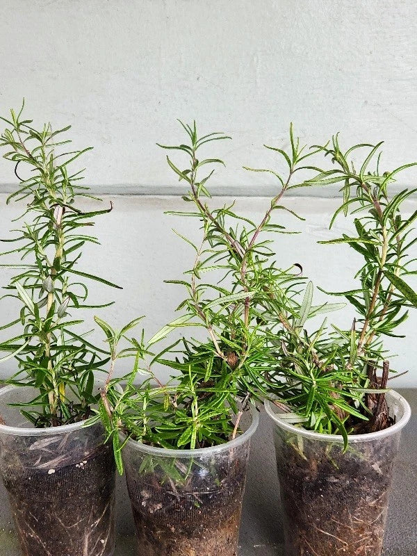 Organic Rosemary Rooted Plants Set of 3 - Strong Roots, Healthy Herb (Rosmarinus officinalis)