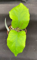 Rare Hoya Patcharawalai 029 Rooted Plant 2.5" Pot