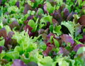 Mesclun Mix Seeds 500 Lettuce Kale Tatsoi Healthy Garden Greens - Brassica rapa and Lactuca sativa