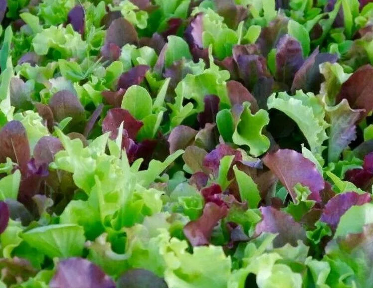 Mesclun Mix Seeds 500 Lettuce Kale Tatsoi Healthy Garden Greens - Brassica rapa and Lactuca sativa