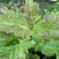 Organic Prizehead Leaf Lettuce Seeds - 200+ Fresh Seeds - Heirloom Variety for Home Gardening - Lactuca sativa
