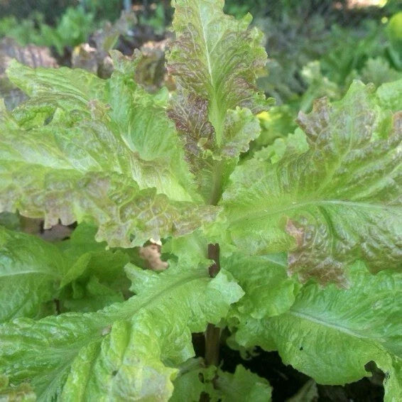 Organic Prizehead Leaf Lettuce Seeds - 200+ Fresh Seeds - Heirloom Variety for Home Gardening - Lactuca sativa