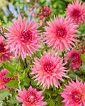Dahlia Tubers for Planting - 3 Large "Pink Lizza" Tubers - Garden Flowers, Perennial, Bulbs, Decorative, Dahlia pinnata