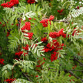 Sorbus Aucuparia Seeds - European Mountain Ash - Dwarf Shrub - 50 Pack - CHUXAY GARDEN