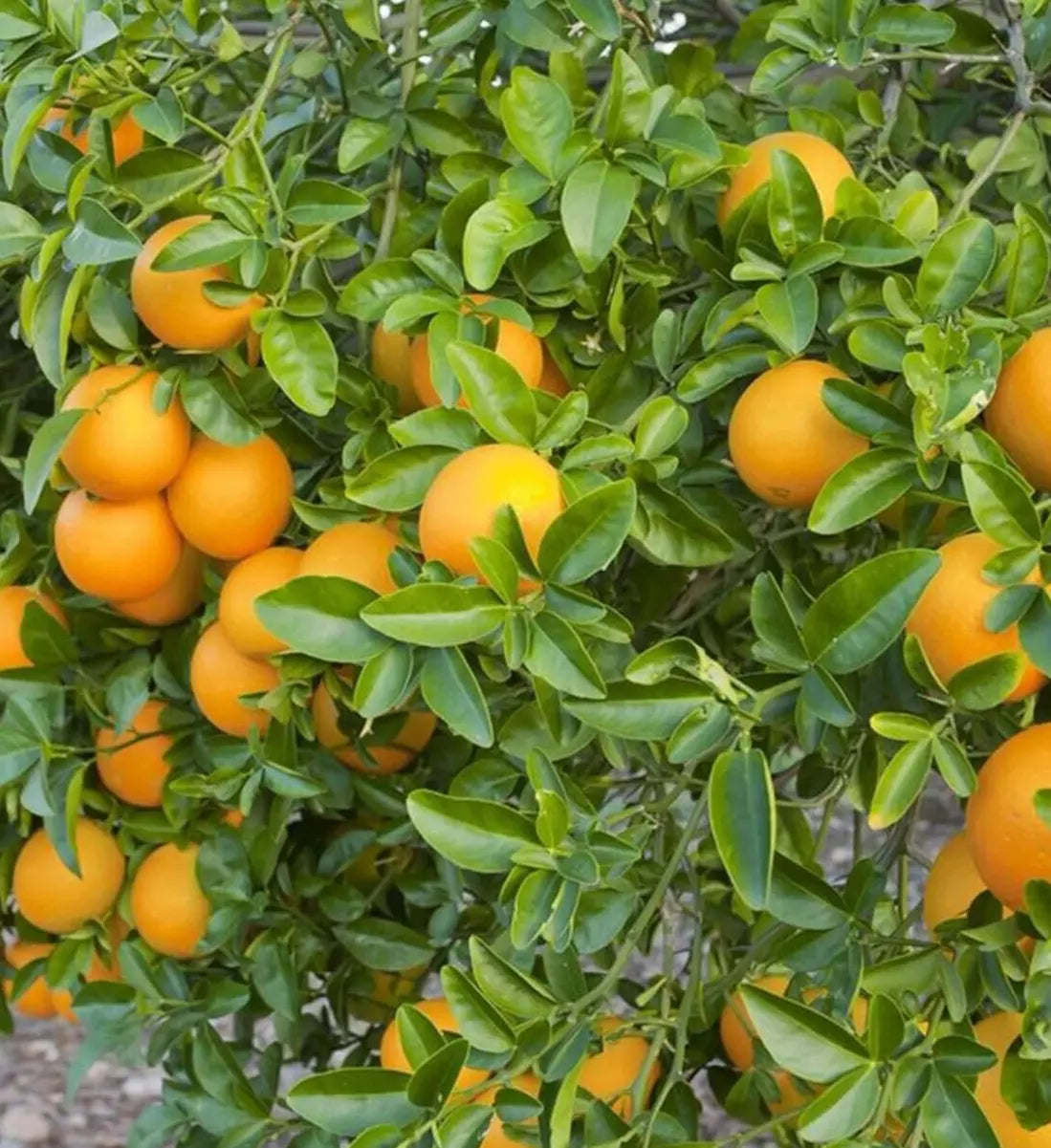 Orange Tree Seeds 7-Pack Sweet Juicy Citrus Sinensis Vitamin C Rich