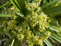 Lovage Seeds - 400 Count - Levisticum officinale - Heirloom Culinary Herb Seeds for Gardens