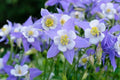 Colorado Blue Columbine Seeds - 50 Pack - Aquilegia caerulea - Perennial Wildflower Seeds for Garden Planting