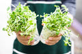 Sunflower Sprout Seeds 200 Count - Grow Tasty Delicious Sprouts - Helianthus annuus