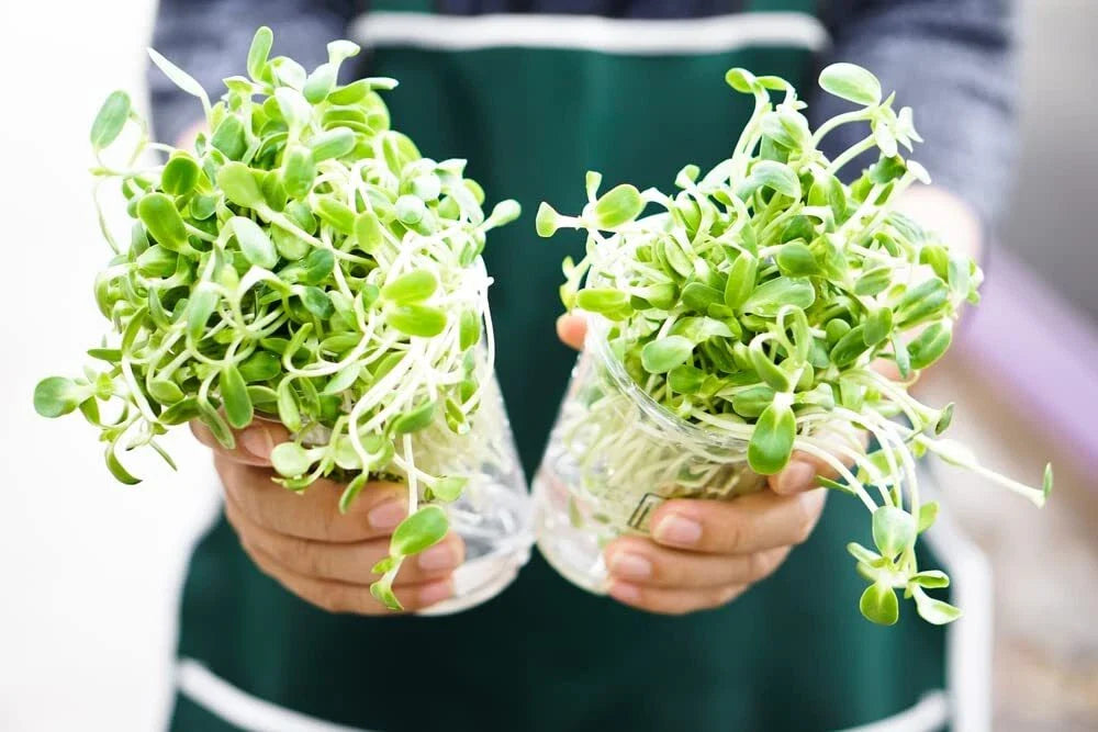 Sunflower Sprout Seeds 200 Count - Grow Tasty Delicious Sprouts - Helianthus annuus