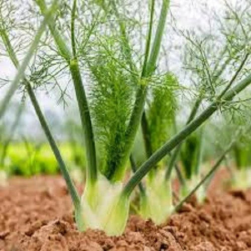 Premium Organic Heirloom Fennel Seeds - Florence Variety - Fresh Culinary Herb Seeds for Planting