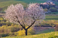 Organic Sweet Cherry Tree Seeds - 20 Pack - Prunus avium - Heirloom Variety - Free Shipping - US Seller