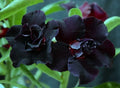 Desert Rose Adenium Obesum Seedling Plant - Black War Variety, Small 4-6 Inches, Rooted for Home Garden