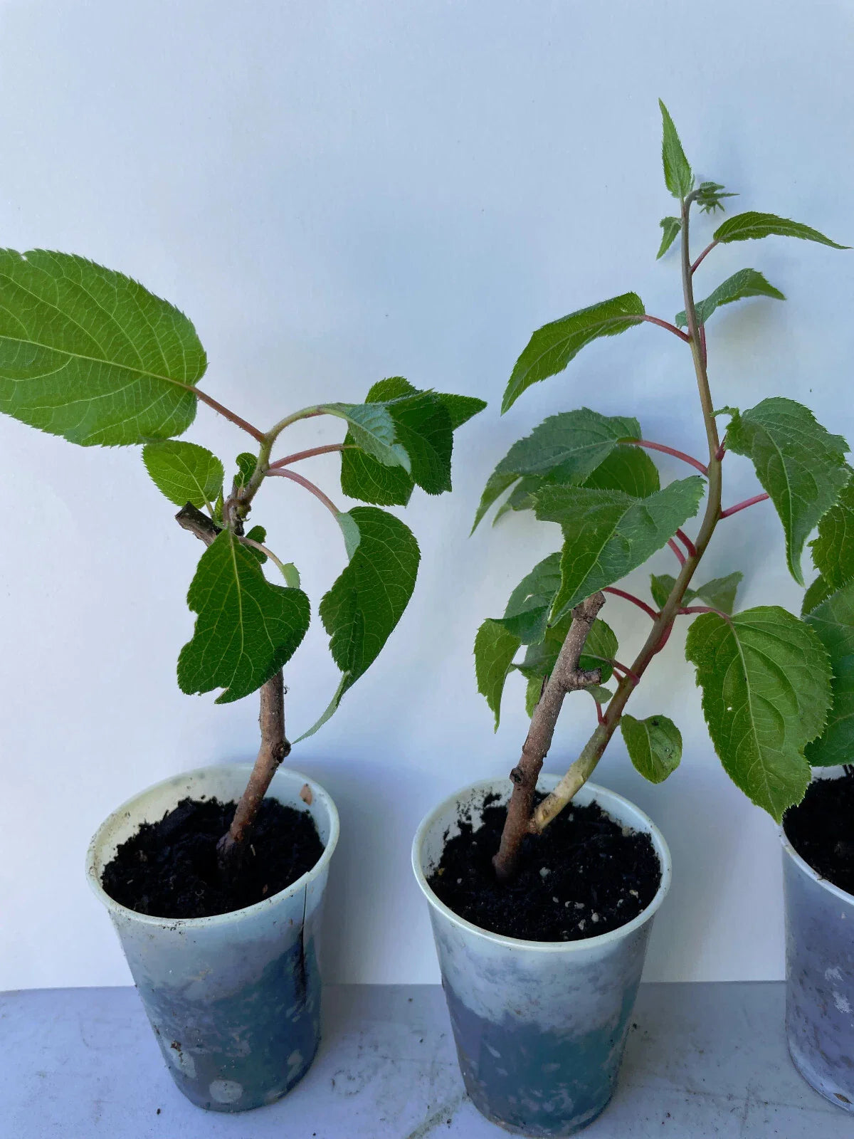 Prolific Hardy Kiwi Live Plant - Actinidia Arguta - Edible Fruit Vine - Fast-Growing Green Foliage