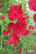 Monarch Sweet Pea Seeds - 50+ Seeds for Garden Planting - Lathyrus odoratus - USA Grown, Non-GMO