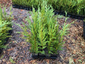 Leyland Cypress Trees 12"-18" Box of 25 in Pots - Fast-Growing Evergreen (Cupressocyparis leylandii)