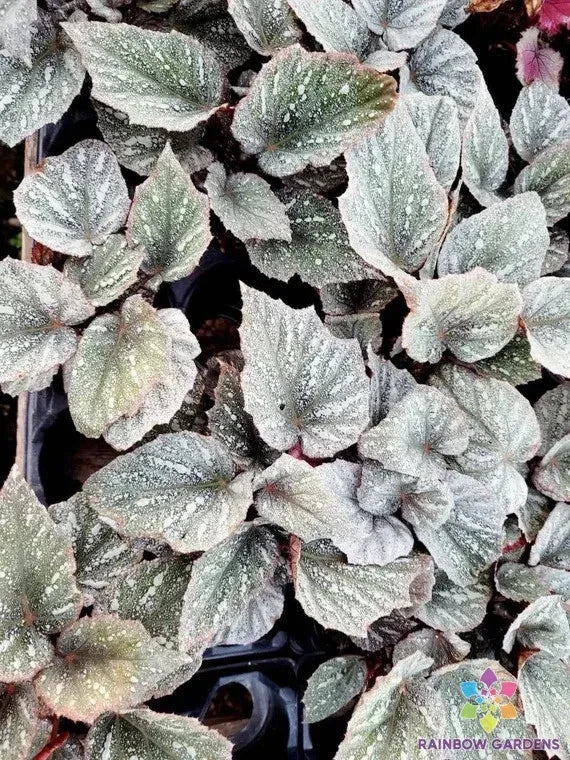 Rex Begonia Seeds - 25+ White Variety for Garden Planting - Begonia rex - USA