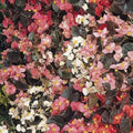 Begonia Seeds 1000 Count Cocktail Mix Begonia spp. Non-California Shipping