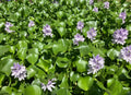 Water Hyacinth Plants - 2 Medium Floating Live - Healthy Aquatic Algaecide - Eichhornia crassipes
