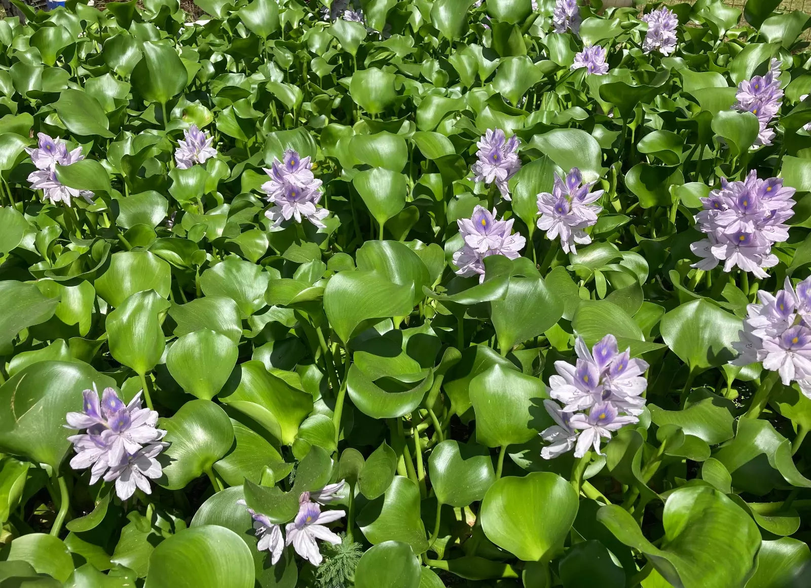 Water Hyacinth Plants - 2 Medium Floating Live - Healthy Aquatic Algaecide - Eichhornia crassipes