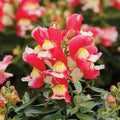 Snapdragon Seeds - 1000+ Snappy Rose White - Antirrhinum majus - Garden Flower Seeds - USA - Free Shipping