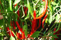 Live Cayenne Pepper Plant, 2-inch Pot, Well-Rooted, Capsicum annuum, Organic