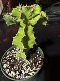 Euphorbia Pseudocactus - Live Succulent Plant - False Cactus - Bare Root
