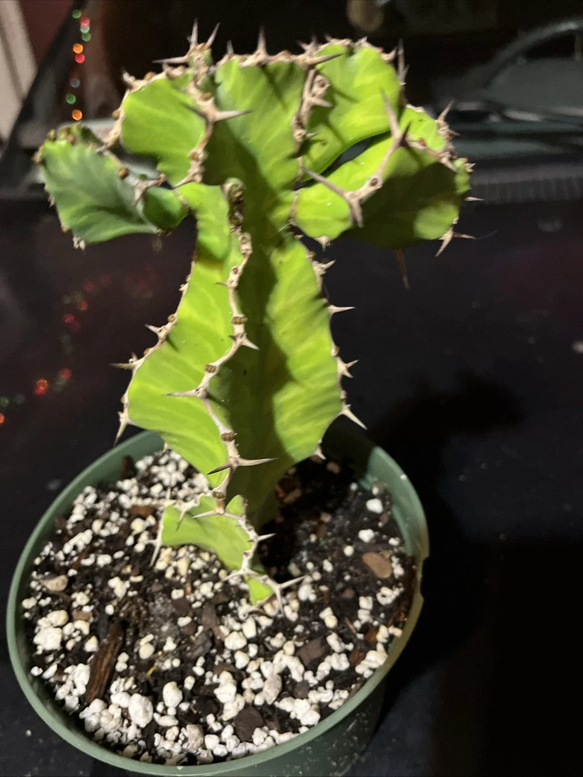 Euphorbia Pseudocactus - Live Succulent Plant - False Cactus - Bare Root