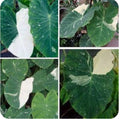 Elephant Ear Plant - Small Rooted Starter - Colocasia esculenta - Tropical Foliage - Houseplant
