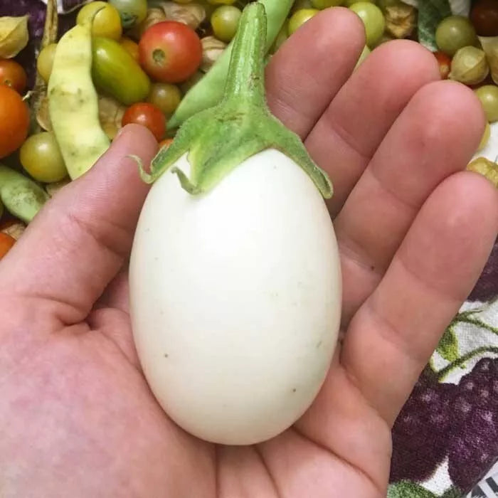 White Egg Eggplant Seeds - 100+ Heirloom Organic Non-GMO - Rare Variety - Solanum melongena