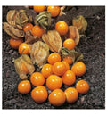 CAPE GOOSEBERRY SEEDS - 50+ Heirloom Tomatillo Ground Cherry - Rare Fruit Seeds - Physalis peruviana