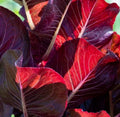 Super Red Romaine Lettuce Seeds - 500+ Non-GMO - Lactuca sativa Salad Variety