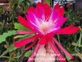 Epiphyllum Cuttings - 8 to 10 Inches Long - Bertha T. Unrooted Cuttings - Tropical Cactus (Epiphyllum spp.)