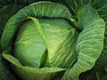 Cabbage Seeds - 1000+ Heirloom Brunswick - NON GMO - Fresh Seed Pack